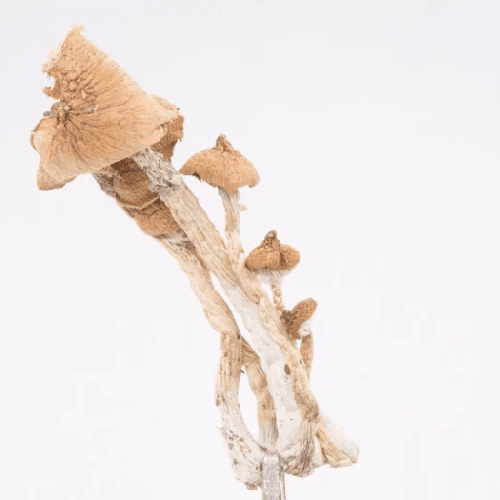 Amazonian Magic Mushrooms