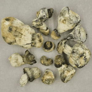 Blue Meanie Mushrooms