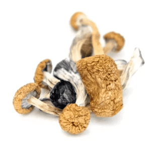 LIZARD KING MUSHROOMS